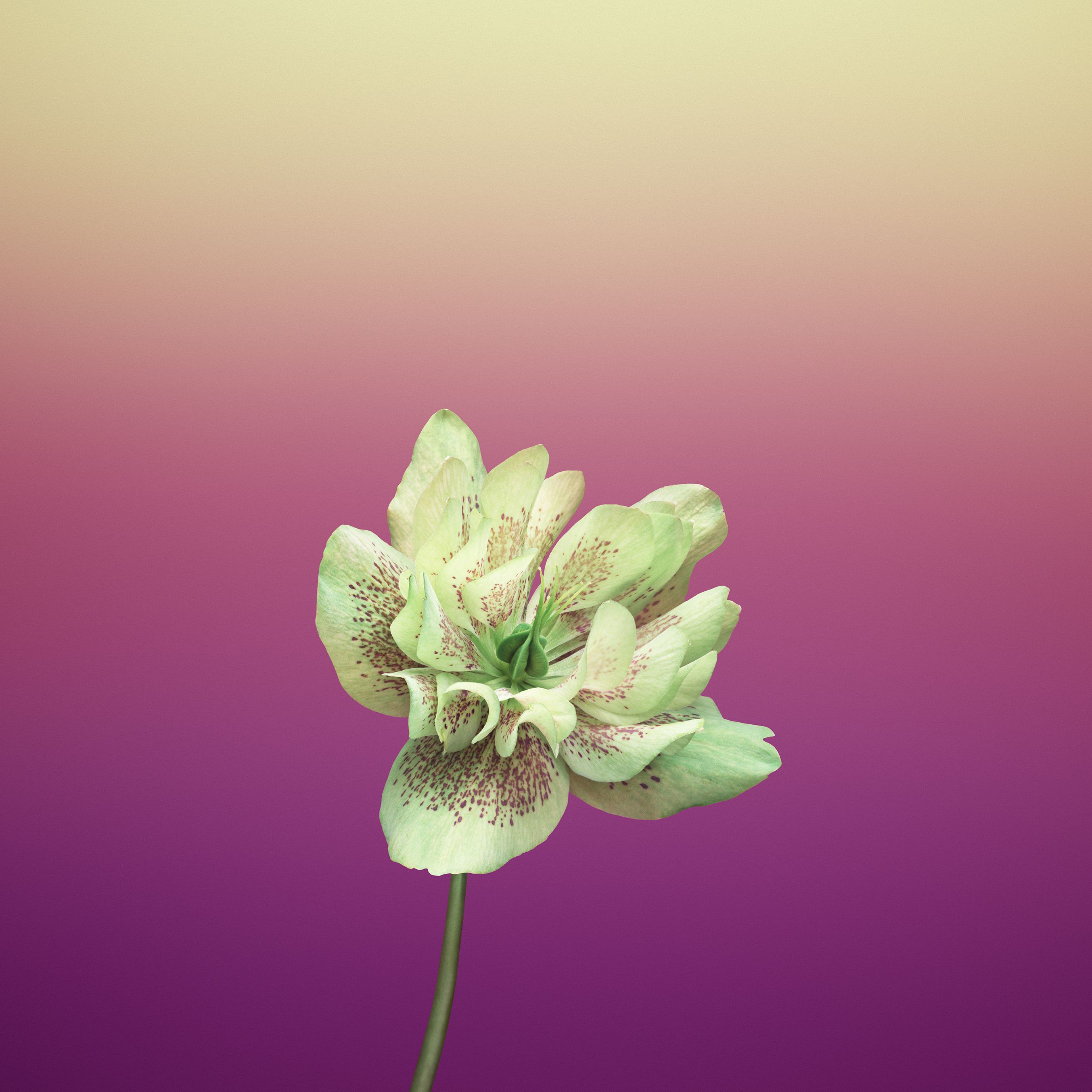 iPhone_wallpaper_flower (2)